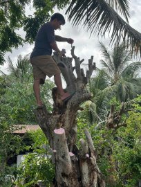 Anh em trồng cây sân vườn, biệt thự ới em