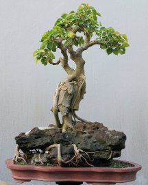 Bồ đề Bình Định