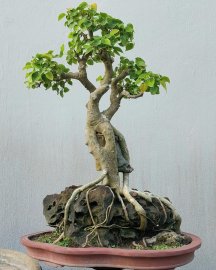 Bồ đề Bình Định