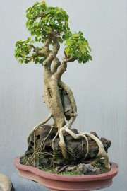 Bồ đề Bình Định