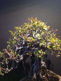 Cây si bonsai