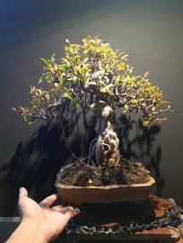 Cây si bonsai