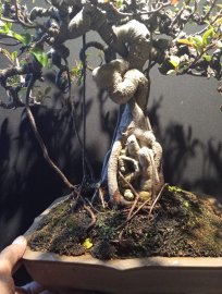 Cây si bonsai