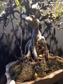Cây si bonsai