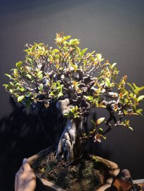 Cây si bonsai