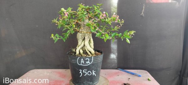 Hồng Ngọc Mai gl ae ạ