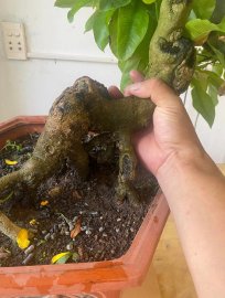 Gl ae 1 chiếc cúc mai BĐ bông sai già chát