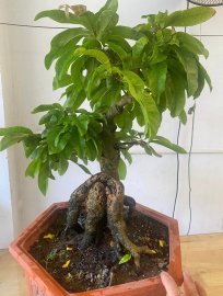 Gl ae 1 chiếc cúc mai BĐ bông sai già chát