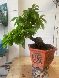 Gl ae 1 chiếc cúc mai BĐ bông sai già chát