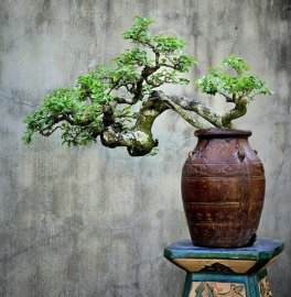 Trắc già dáng rất nghệ thuật tay cành mịn liền lạc