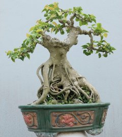 Bồ đề nằm chậu lâu năm