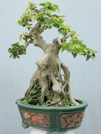 Bồ đề nằm chậu lâu năm