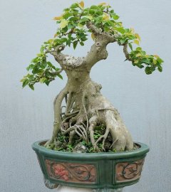 Bồ đề nằm chậu lâu năm