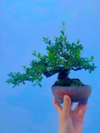 Mini hải châu thân lắc đẹp ạ