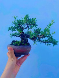 Mini hải châu thân lắc đẹp ạ