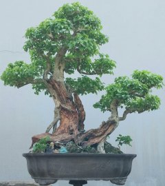 Trắc gai khai thác nằm chậu lâu năm