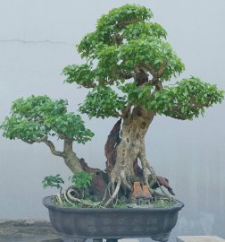 Trắc gai khai thác nằm chậu lâu năm