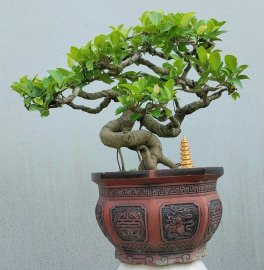 Si búp hồng Bình Định nuôi từ cây con