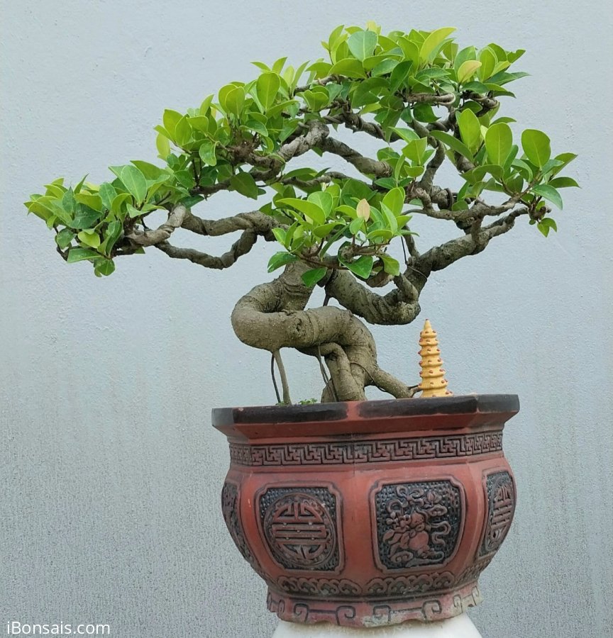 Si búp hồng Bình Định nuôi từ cây con