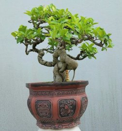 Si búp hồng Bình Định nuôi từ cây con