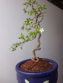 Em Nguyệt lá nhỏ văn nhân...