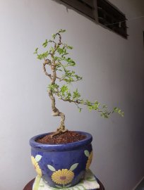 Em Nguyệt lá nhỏ văn nhân...