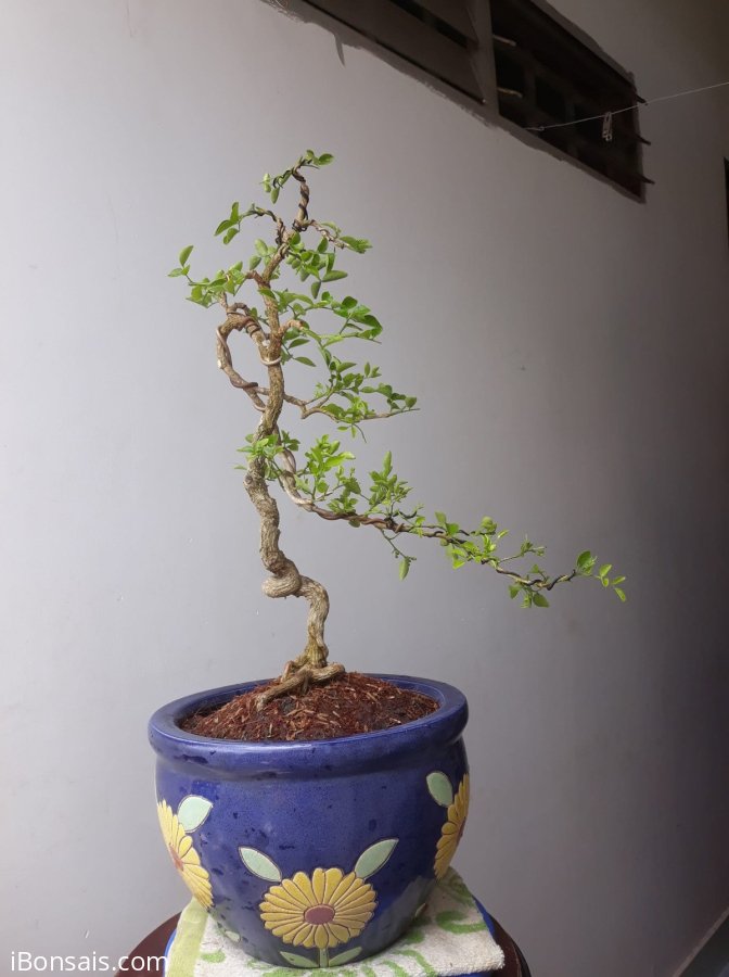 Em Nguyệt lá nhỏ văn nhân...