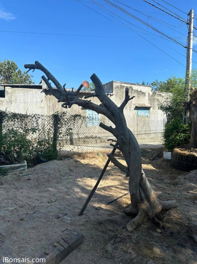 Quí zị cần cây hồ koi thì ới em