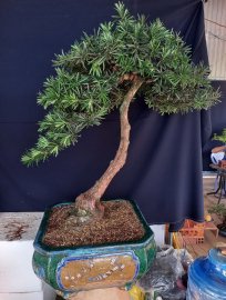 Tùng la hán CÂY GIÀ DÁNG RẤT ĐIỆU ĐÀ!!!
