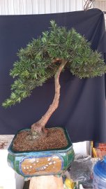 Tùng la hán CÂY GIÀ DÁNG RẤT ĐIỆU ĐÀ!!!