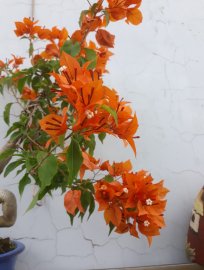 Với Hoa Giấy, màu Cam luôn nổi bật...