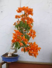 Với Hoa Giấy, màu Cam luôn nổi bật...