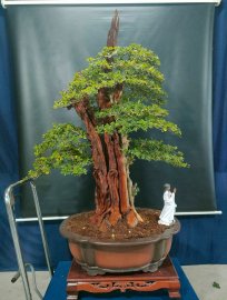Bonsai lũa đẹp giá mềm, mời các anh chị vào xem live ủng hộ nhé!
