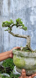 Sam núi hoa chốt 350k