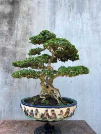 Sam núi trái,  cây già cù lên san hô