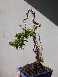 Em Trà Phúc Kiến Văn Nhân...