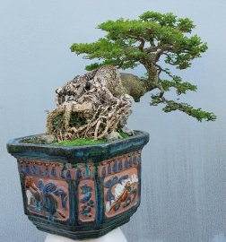 Feroniella lucida tree