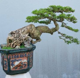Feroniella lucida tree