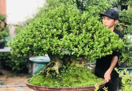 TP hải châu gl