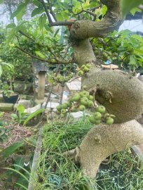 Sung nếp siêu quả bonssai