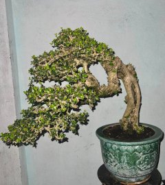 Antidesma acidum flower tree