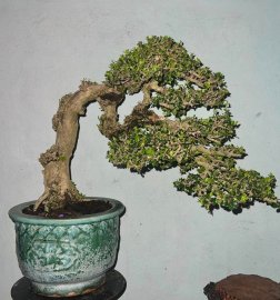Antidesma acidum flower tree