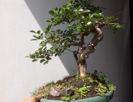 Em Trắc Dây thân lắc khéo...