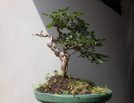 Em Trắc Dây thân lắc khéo...