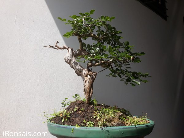 Em Trắc Dây thân lắc khéo...