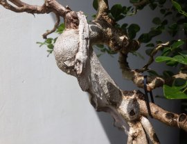 Em Trắc Dây thân lắc khéo...