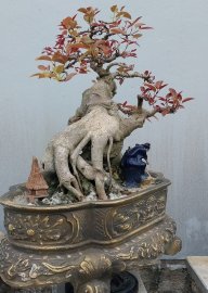 Cây sộp hay còn gọi là cây túc