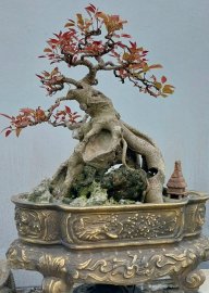 Cây sộp hay còn gọi là cây túc