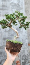 Sam núi co lắc già lên san hô giao lưu