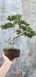 Sam núi co lắc già lên san hô giao lưu